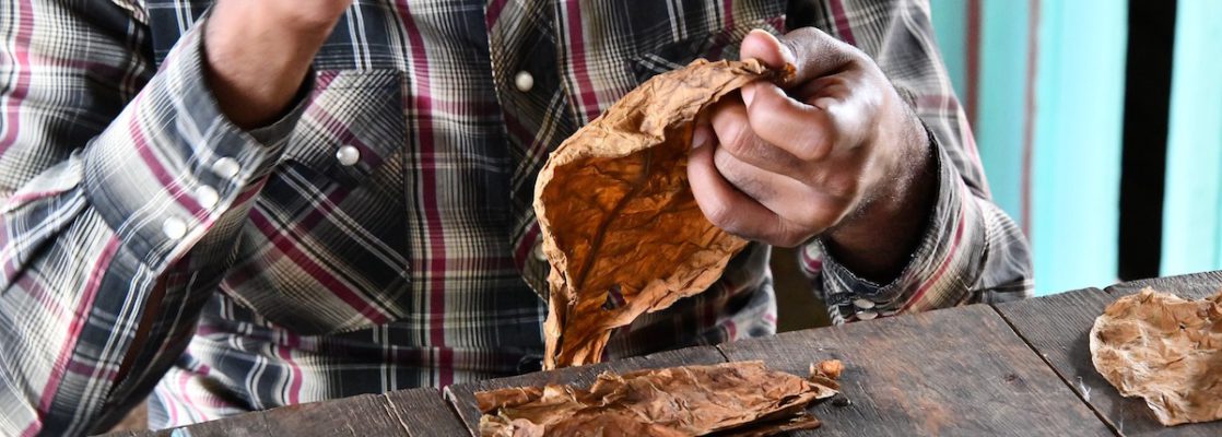 making a cigar