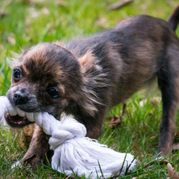 puppy training perth